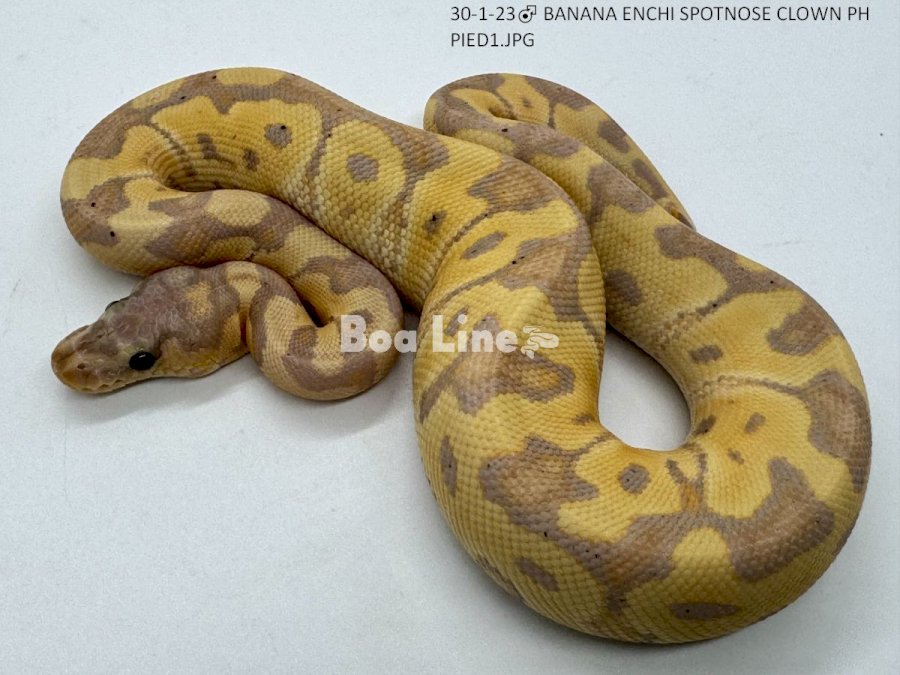 BANANA ENCHI SPOTNOSE CLOWN PH PIED